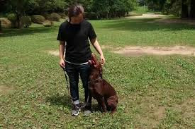 アンジュドッグ