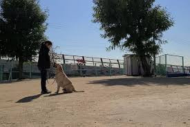 アンジュドッグ