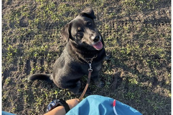 ドッグスクールあさひ