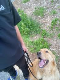 ドッグナーサリースクールHachi