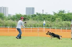 ドッグトレーニング Whippy