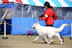 ドッグトレーニング Whippy