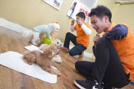 怖がり犬専門のしつけ smart-dog