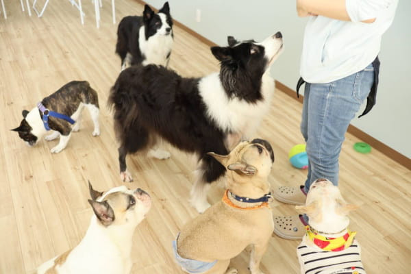 Dog&Owner support Liofriends