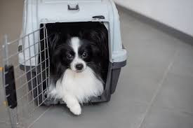 dog.A