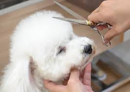 ドッグサロン Ruu