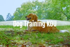ドッグトレーニング KOU
