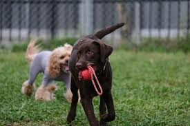 ドッグトレーニング KOU