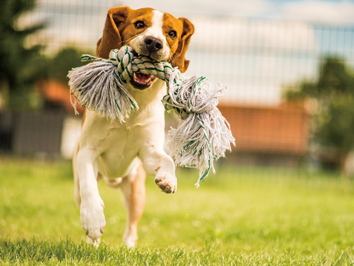 クッキーアンドマロン
