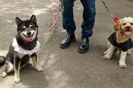 ドッグトレーニングみかん