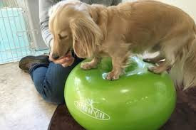 胴長屋犬健【出張専門】