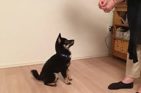 胴長屋犬健【出張専門】