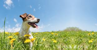 マックス＆ショコラ