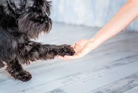 evergreen dog training