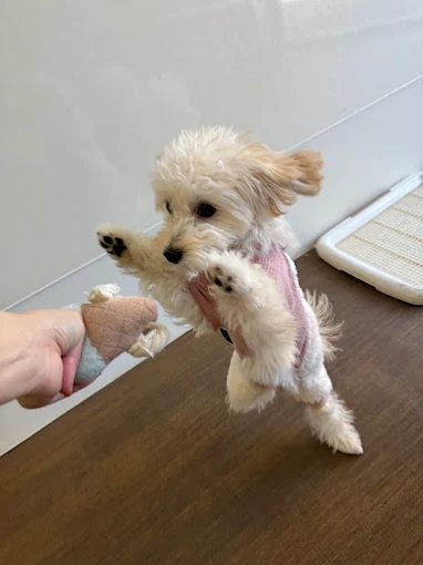 SOPRA GINZA 池袋店