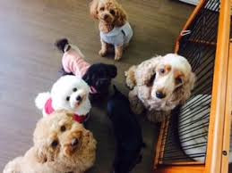 SOPRA GINZA 池袋店