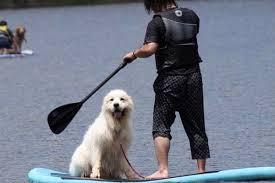 【出張専門】ドッグトレーニング FOCUS