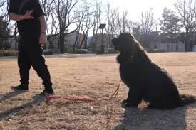 【出張専門】ドッグトレーニング FOCUS