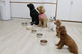 ドッグトレーニング WAN'S