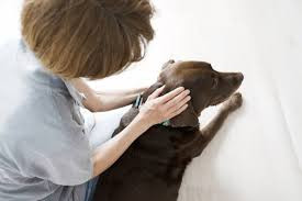 トータルドッグケア ぱれっと【出張専門】