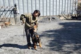 久保木ドッグスクール