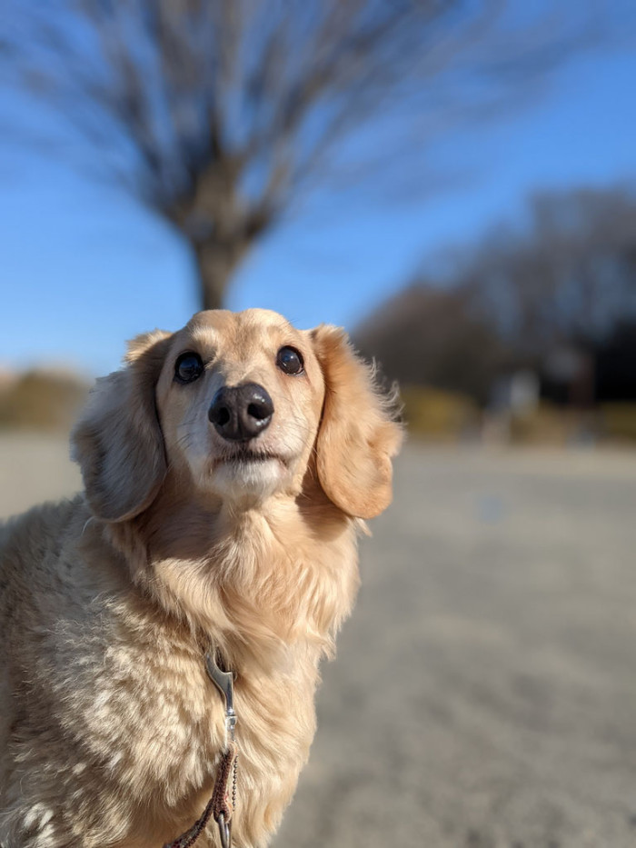 ふんわり・わんはあと【出張専門】