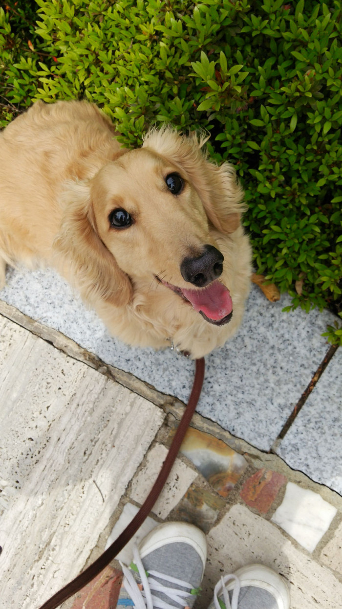 ふんわり・わんはあと【出張専門】