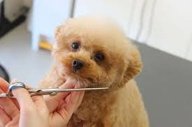 SOPRA GINZA 川口店