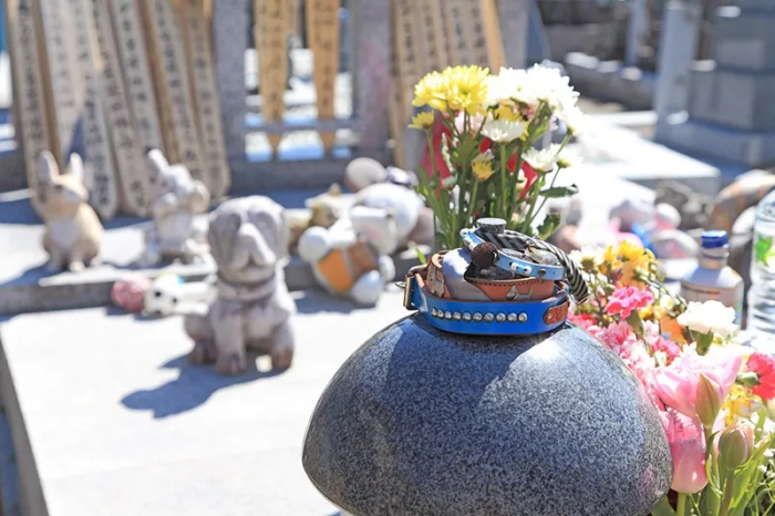 ペットメモリーポラリス