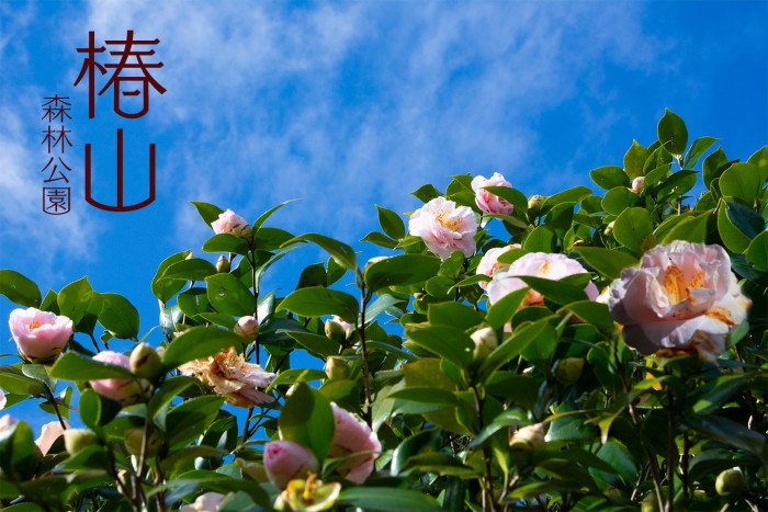 宮崎市椿山森林公園