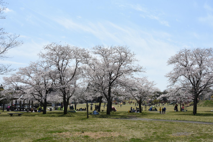 母智丘公園くまそ広場