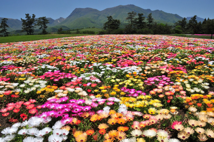 くじゅう花公園