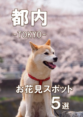 【MYPUPS】公式アカウント