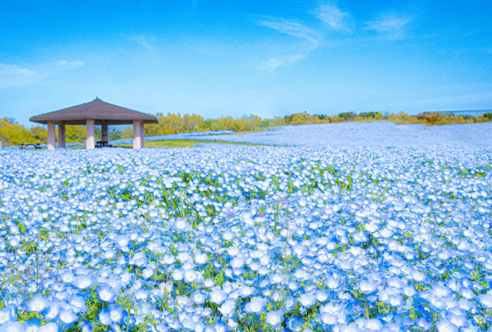 国営海の中道海浜公園