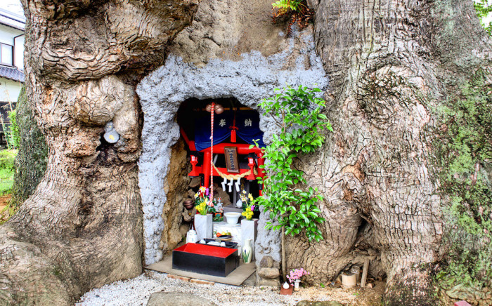 川古の大楠公園