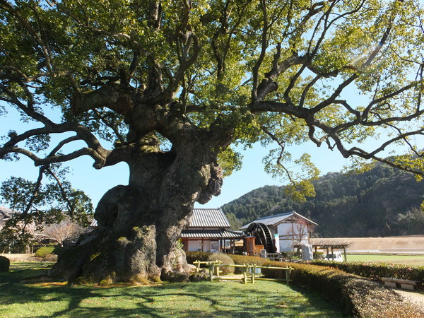 川古の大楠公園