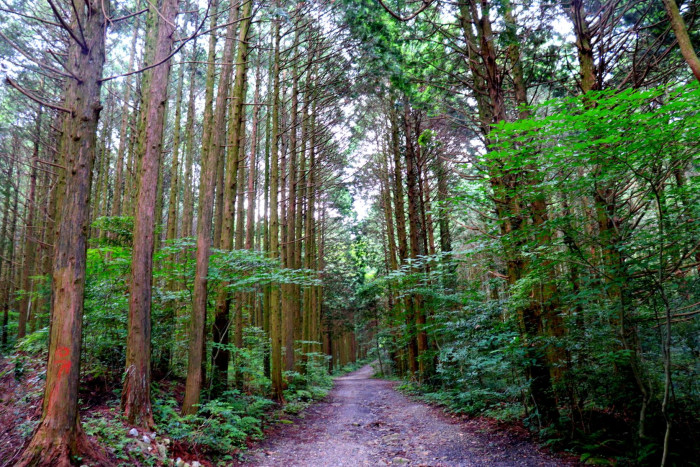 一本松公園(昭和の森)