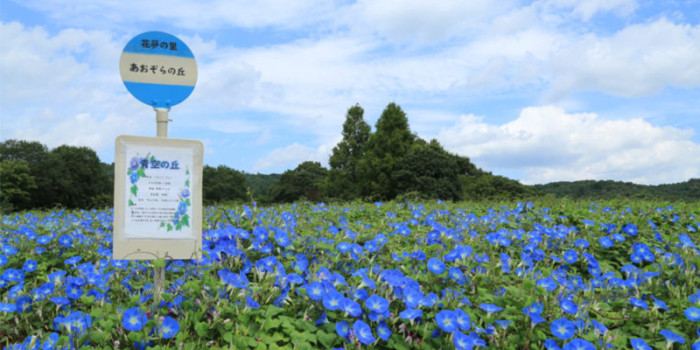 Flower village(フラワーヴィレッジ) 花夢の里
