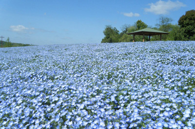 国営備北丘陵公園
