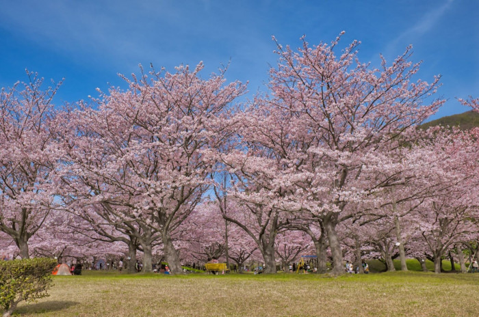 向島運動公園