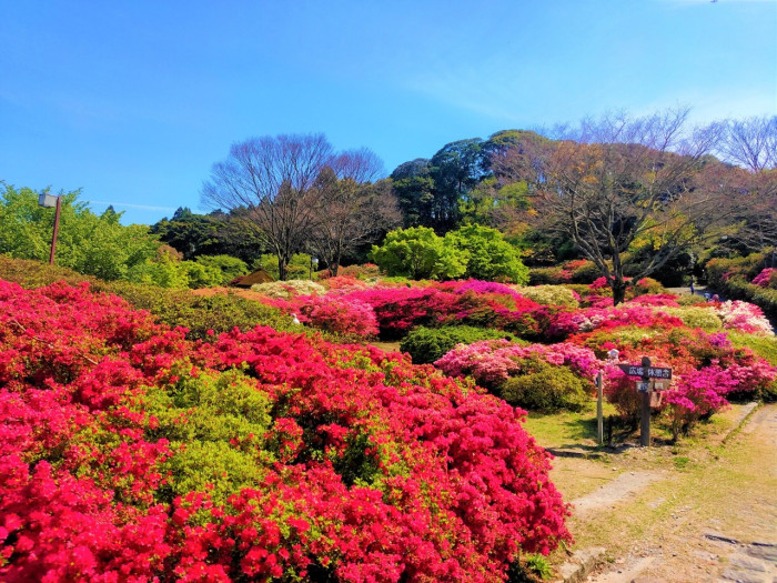 久留米森林つつじ公園