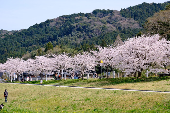 美祢さくら公園