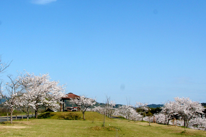 四万十川桜づつみ公園