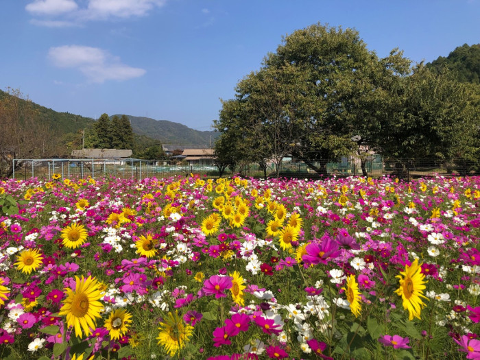 洲原ひまわりの里