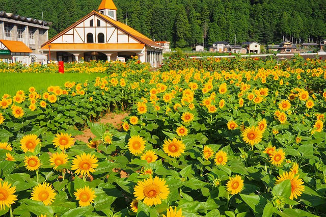 洲原ひまわりの里