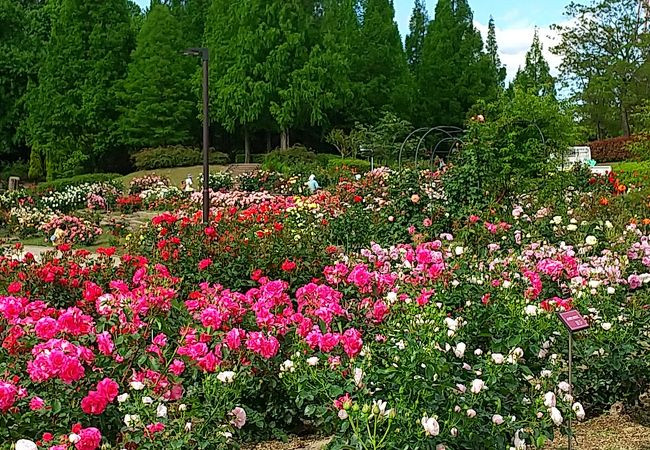 小牧市総合公園 市民四季の森