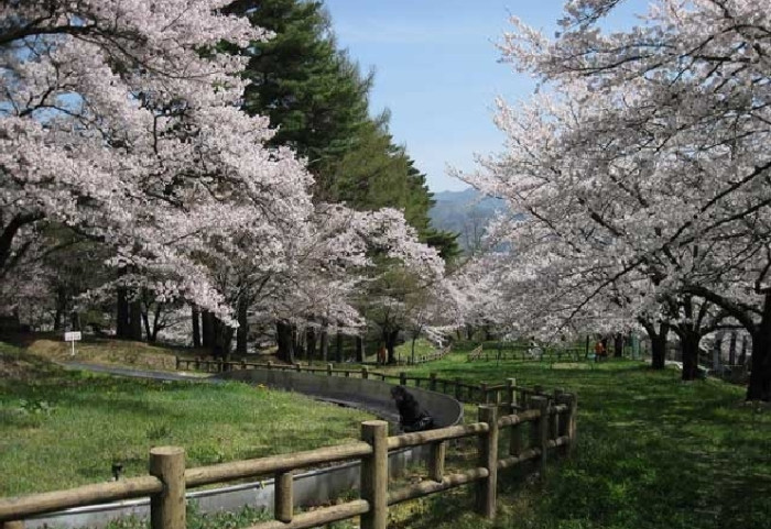 松本市アルプス公園