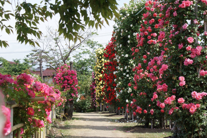 中野市 一本木公園