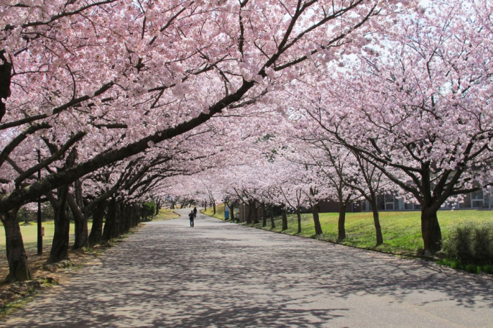 桜公園