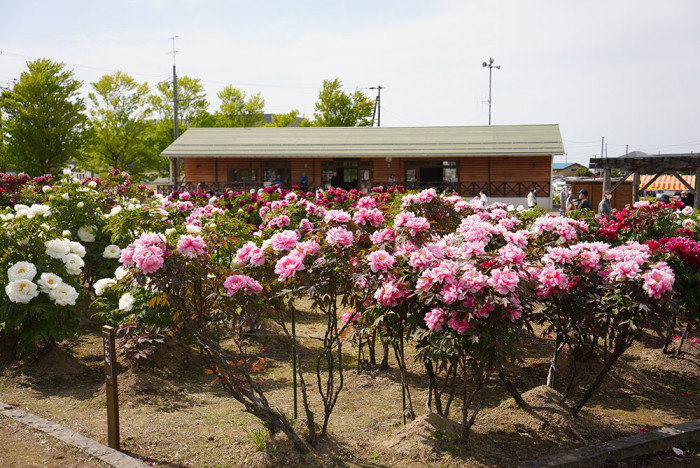 五泉市東公園